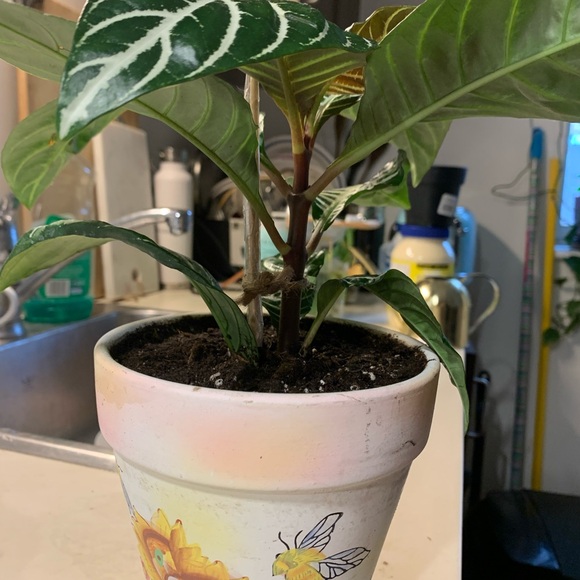 Beautiful Zebra Plant - Picture 3 of 7